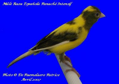 Le Raza Espa�ola et son Historique