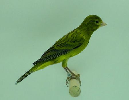 Le Raza Espa�ola et son Standard