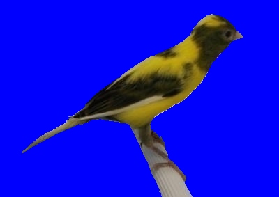 Monografia Raza & Llarguet 2007 Estaimpuis Belgique